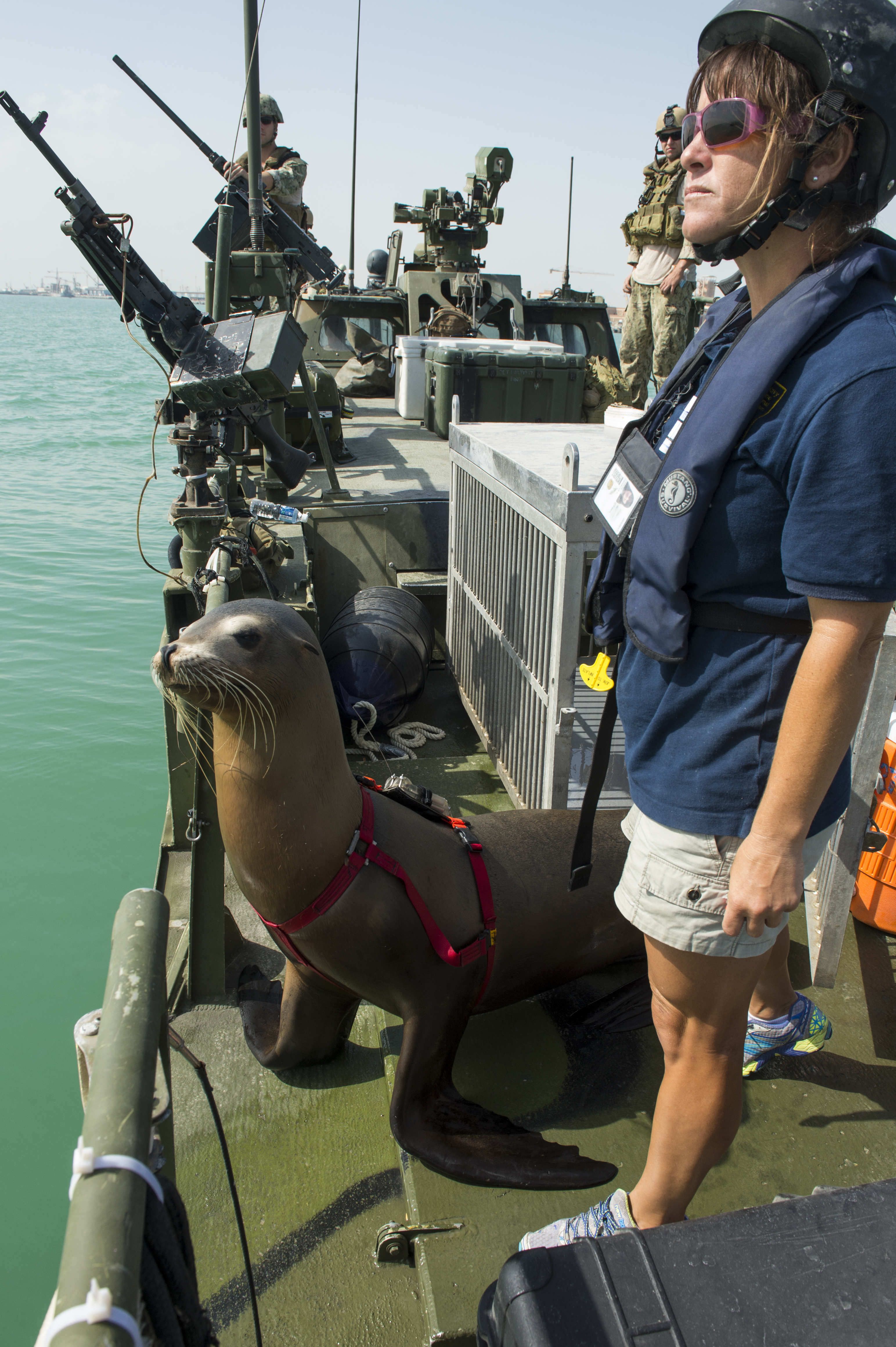 Mammals in the Military: Navy Dolphins