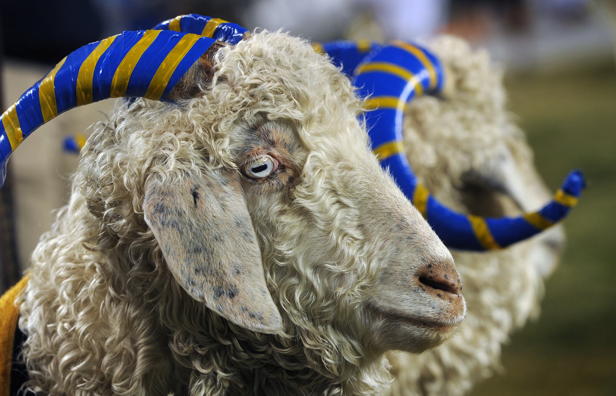 The U.S. Naval Academy mascots stand by during the 113th Army vs. Navy football game at the Lincoln Financial Field in Philadelphia, Pa., Dec. 8, 2012.