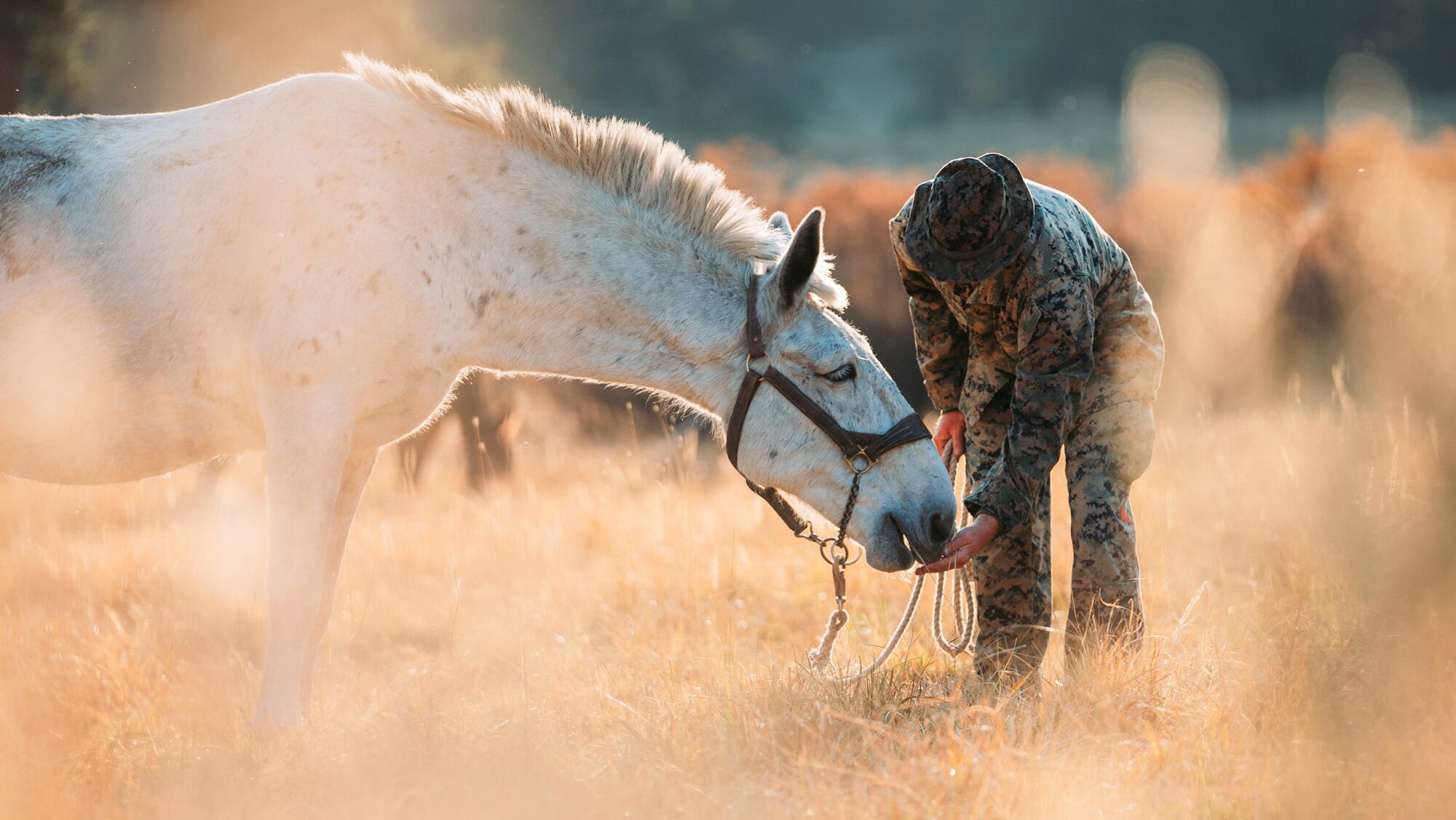 Marine Corps Cpl. William L. Stewart feeds a mule during an Animal Packer Course as a part of Mountain Training Exercise 1-21 at the Marine Corps Mountain Warfare Training Center in Bridgeport, Calif., Oct. 8, 2020.