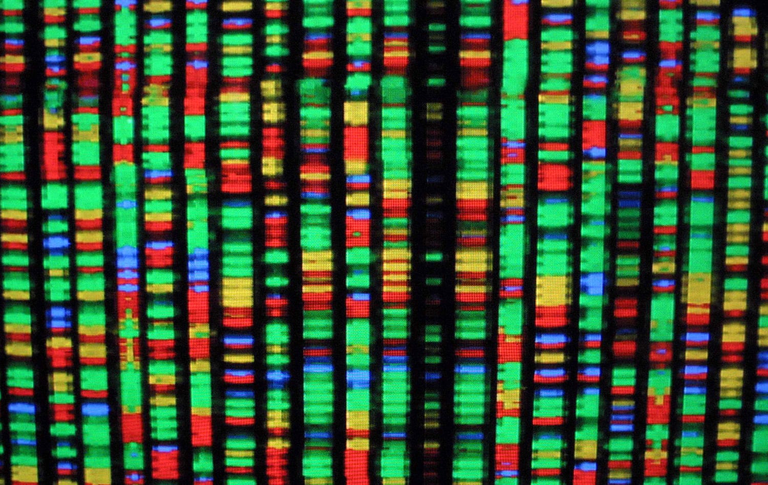 A digital representation of the human genome Aug. 15, 2001, at the American Museum of Natural History in New York City. Each color represents one the four chemical compenents of DNA.