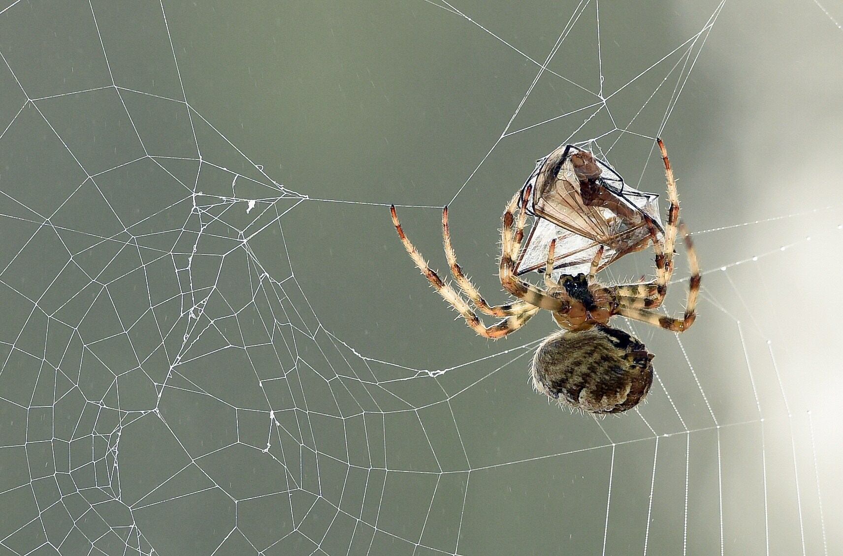 A European garden spider (Araneus diadematus) wraps its prey, a mosquito, in silk on Sept.16, 2014, in Lille, France.